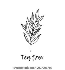 Tea tree herbal illustration, a medicinal plant. Ayurvedic herbs, medicines. Ayurveda. Natural herbs. The style of doodles. Medicines for health from plants.