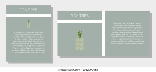 Tea tree. Information banner or tag in two designs. Description and useful properties of black pepper. Template for essential oil, spices. Brochure with empty space for text.