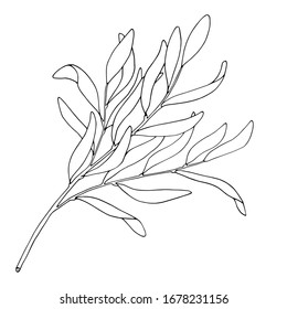Tea tree leaf outline vector illustration. Hand drawn botanical doodle sketch of Melaleuca alternifolia. Black and white medicinal plant. Herb for cosmetics, package, essential oil, coloring book