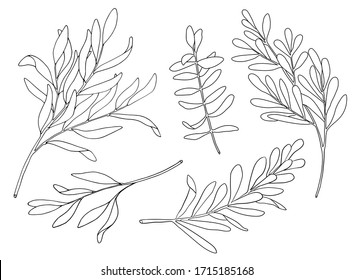 Tea tree leaf outline vector set. Hand drawn botanical doodle sketch of Melaleuca. Black and white medicinal plant. Eucalyptus herb illustration for cosmetics, package, essential oil, coloring book