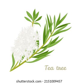 Tea tree leaves and flowers isolated on white. Vector illustration of Melaleuca alternifolia or honey-myrtles. Cartoon flat style.