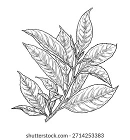 Folhas de árvore de chá em um ramo, esboço preto e branco. Ilustração vetorial. Galho de primavera com folhas, isolado em um fundo branco.