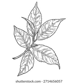 Tea tree leaves on a branch, black and white sketch. Vector illustration. Spring twig with leaves, isolated on a white background.
