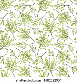 Tea tree leaves seamless pattern. Hand drawn vector illustration of Melaleuca. Green medicinal plant isolated on white background. Herbs for cosmetics, package, textile, essential oil