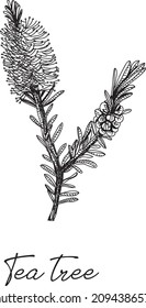 Tea tree -  Leptospermum Scoparium. Sketchy hand-drawn vector illustration.