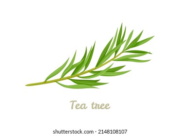 Tea tree. Melaleuca alternifolia branch isolated on white background. Vector illustration of  medical plant in cartoon flat style.