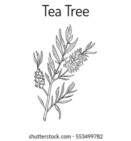 Tea tree (Melaleuca alternifolia), or narrow-leaved paperbark - medical plant. Hand drawn botanical vector illustration