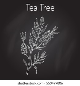 Tea Tree (Melaleuca Alternifolia), Or Narrow-leaved Paperbark - Medical Plant. Hand Drawn Botanical Vector Illustration