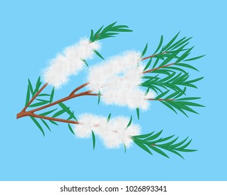 Tea Tree (Melaleuca) branch vector illustration