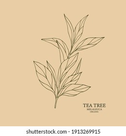 Tea tree melaleuca illustration. Botanical design for organic cosmetics, aromatherapy, medicine