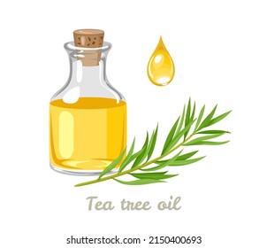 Tea tree oil in bottle, drop and Melaleuca alternifolia branch. Vector illustration of aromatic oil in cartoon flat style.