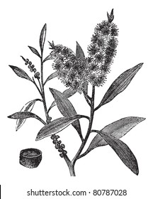 Tea Tree Oil has white wood (Melaleuca Leucadendron), vintage engraved illustration. Trousset encyclopedia (1886 - 1891).