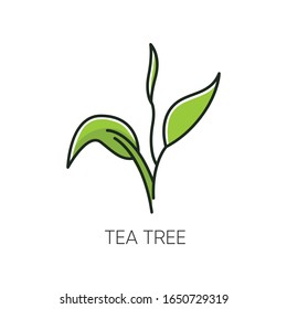 Tea tree RGB color icon. Skincare product component. Organic beauty. Aromatherapy. Herbal moisture. Essential oil. Foliage, leaves. Natural cosmetic ingredient. Isolated vector illustration