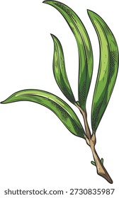 Galho de árvore de chá com esboço de folhas. Ilustração vetorial desenhada à mão botânica. Erva essencial, folhagem de planta de aroma medicinal. Cosméticos orgânicos e chá bebida fragrância ingrediente isolado