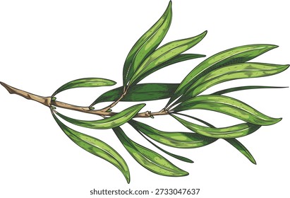 Tea tree twig with leaves sketch. Essential herb, medicinal aroma plant foliage. Organic cosmetics and tea drink fragrance ingredient. Botanical hand drawn vector illustration isolated