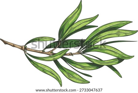 Tea tree twig with leaves sketch. Essential herb, medicinal aroma plant foliage. Organic cosmetics and tea drink fragrance ingredient. Botanical hand drawn vector illustration isolated