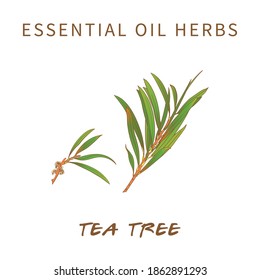 Tea Tree Vector Colorful Sketch Drawings