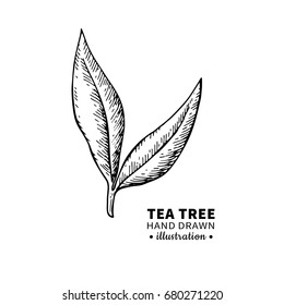 Tea tree vector drawing. Isolated vintage  illustration of medical plant leaves on branch. Organic essential oil engraved style sketch. Beauty and spa, cosmetic  ingredient. Great for label, poster, 