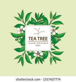 Tea Tree. Vector Hand Drawn Herbal Background. Aromatherapy Banner. Medical Plant.