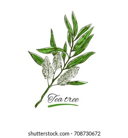 Tea Tree. Vector Hand Drawn. Natural Herbs And Flowers. Organic Cosmetics