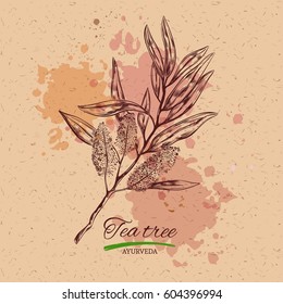 Tea tree. Vector hand drawn.Natural herbs and flowers. Beauty and Ayurveda. Organic cosmetics