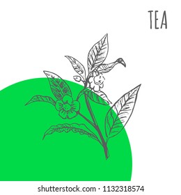 Tea vector sketch botanical herb for green tea tree aroma essential oil or herbal cosmetic and medicine package