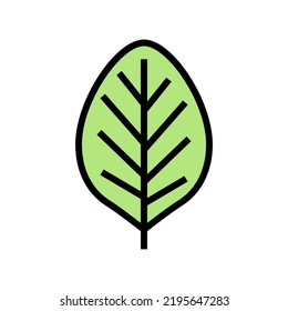 teak leaf color icon vector. teak leaf sign. isolated symbol illustration
