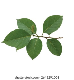 Teak Tree Branch with Large Green Leaves Isolated on Pure White Background