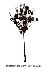 Teak Tree Silhouette : Vector