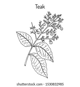 Teak tree (Tectona grandis), medicinal plant. Hand drawn botanical vector illustration