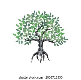 teak tree vector image, strong roots