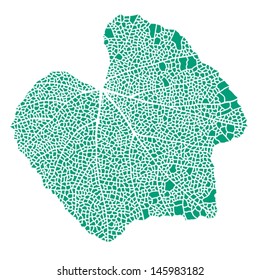 Teal-green lace leaf, isolated on white.