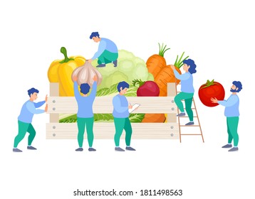 A team of people puts vegetables in a box. Sorting, packaging and delivery of fresh organic food. Vector illustration in flat style. Assembling an order by company employees.