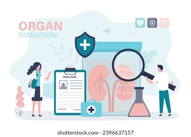 Ein Team von Transplantationsärzten und Chirurgen bewertet die Qualität und Gesundheit der Spendernieren für die Transplantation in den Patienten. Spender menschliche Organe anatomisch gesunde Nieren. Probleme mit dem Harnsystem. Vektorgrafik
