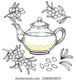 Teapot, sea buckthorn tea. Hand drawn vector illustration