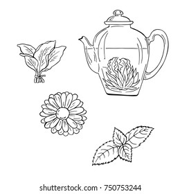 Teapot with tea and herbs sketch. Hand drawn vector illustration. Cartoon ink sketch.