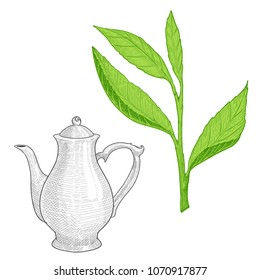 Teapot and tea tree branch with leaves. Hand drawn vector illustration.