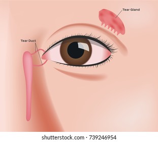 Tear Gland Anatomy Vector