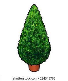 A tear-drop shaped topiary / tree in a pot. An undecorated christmas tree.