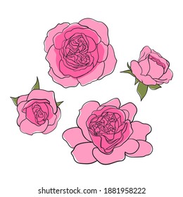 Tea-rose, rosa odorata hand-drawn colored sketch. Vector line art illustration isolated on white background. Minimalist contour drawing of flower set. Template for the design, web banner or print.