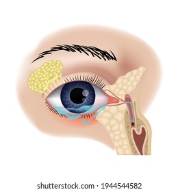 Teary inflamed eye. Blockage of the lacrimal sac or ducts. Anatomy of the organs of vision. Vector illustration