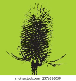 Teasel flower single dramatic silhouette