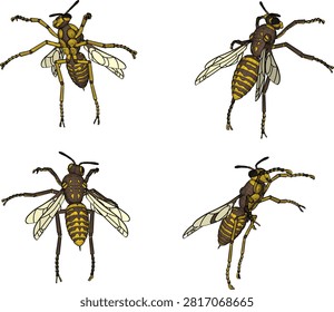Technical 3D rendering of a wild hornet wasp character model, displayed in multiple isometric views for game development assets