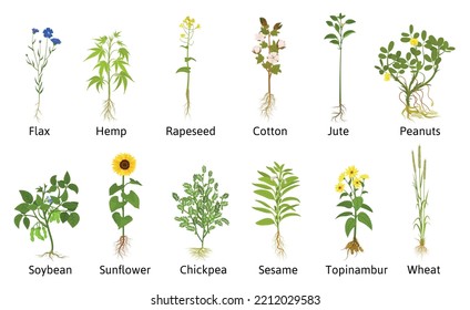 Plantas de flores técnicas con iconos planos aislados de yute de algodón de lino y otras plantas utilizables ilustración vectorial