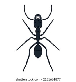 Technical illustration of a top-down  view of a south-american dinoponera ant