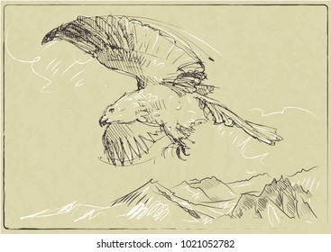 Technical sketch of the bird