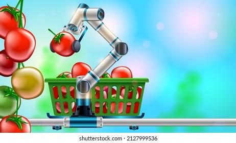 Technology automation of agriculture. Robot arm harvests vegetables in greenhouse. Digital innovation in smart farming. AI automatically cultivation tomatoes and puts this in boxes. Robot farmer.