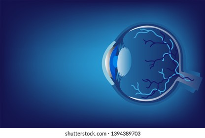 Technology helps to see The structure of the eyes