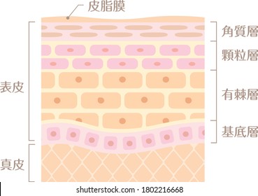 Tectonic profile illustration of skin
It includes the following Japanese transcription.
"Epidermis" "corium" "sebaceous gland" "cornified layer" "layer of granules" "arinatsumesou" "basal laminae"