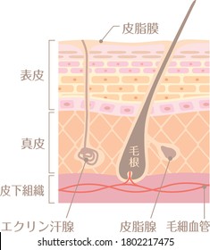 Tectonic profile illustration of skin
It includes the following Japanese transcription.
"Epidermis" "corium" "sebaceous gland" "tissue under the skin" "eccrine gland" "sebaceous gland" "capillary"